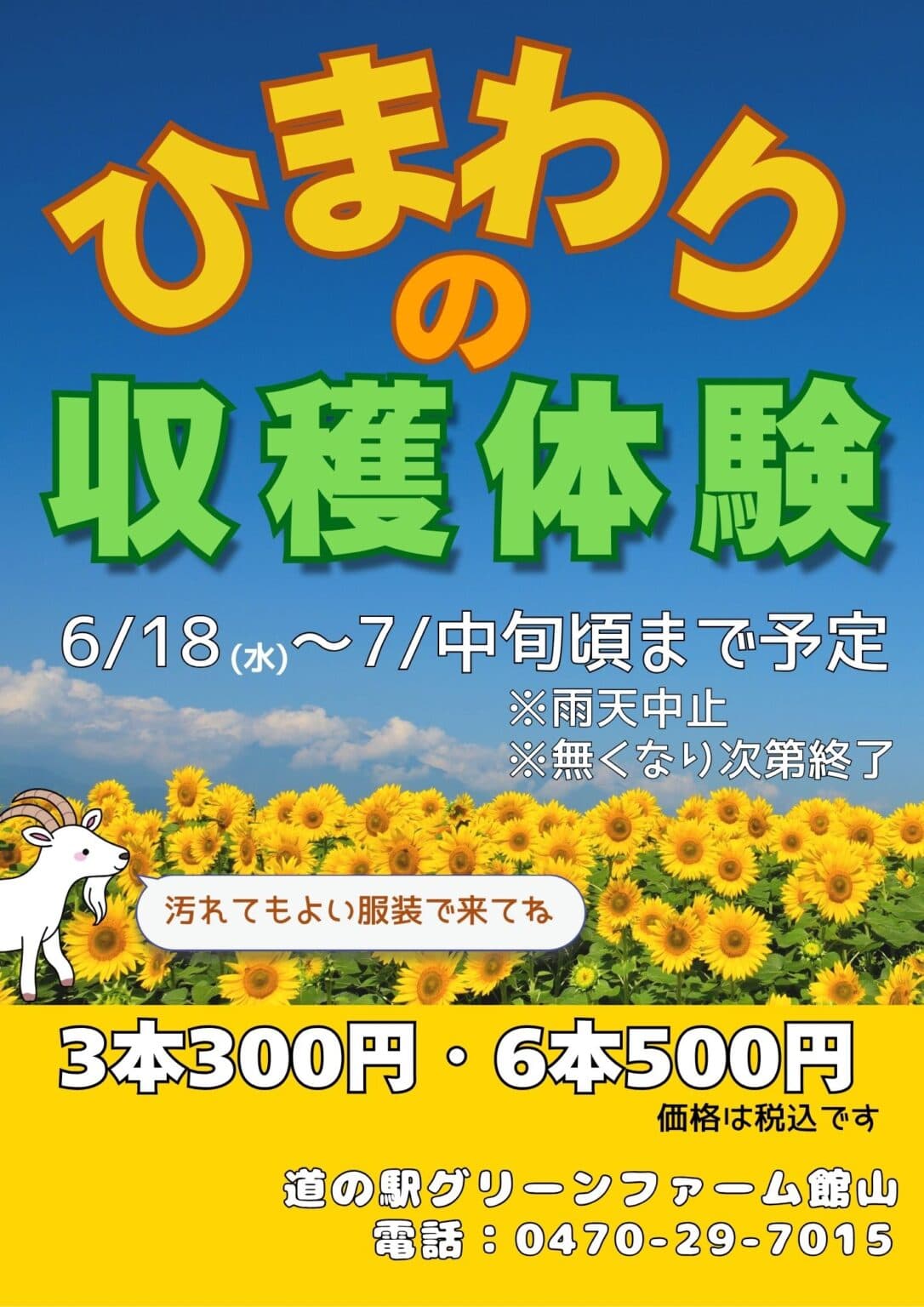 ひまわりの収穫体験