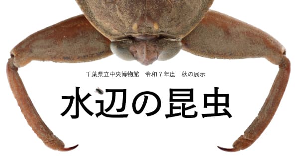 令和7年度秋の展示 水辺の昆虫