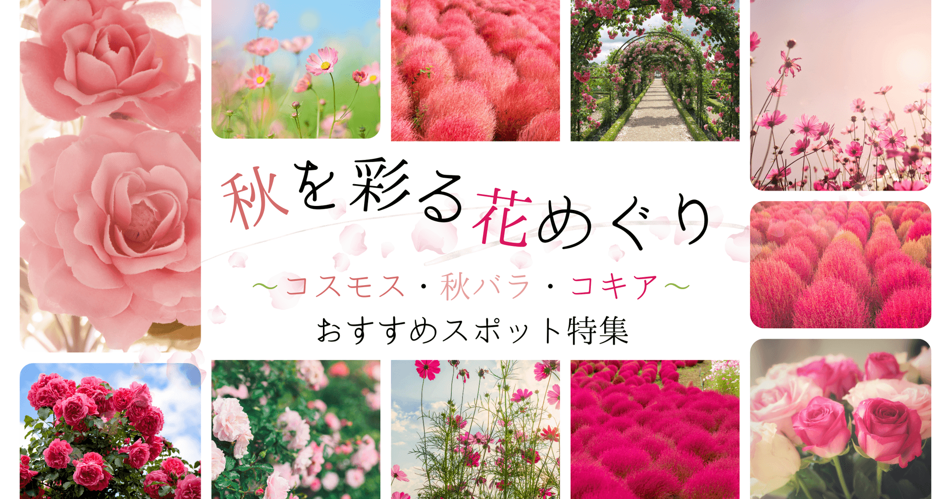 千葉の秋を彩る花めぐり~コスモス・秋バラ・コキアのおすすめスポット特集~