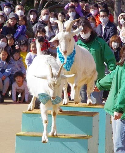 やぎさんたちのニューイヤーショー/ふなばしアンデルセン公園