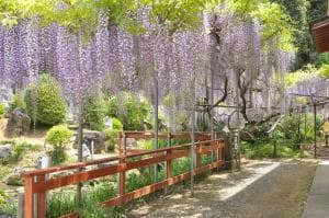 おせん様のふじ祭(匝瑳市・積龍頭寺)