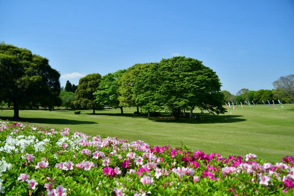千葉市 昭和の森