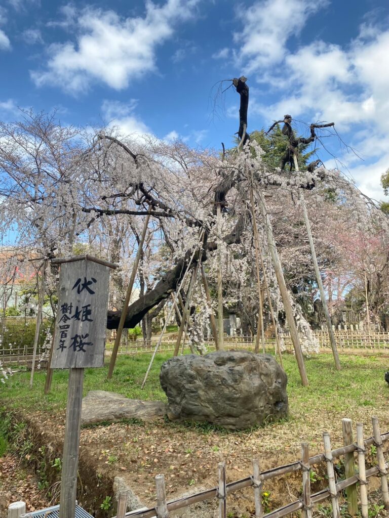 弘法寺の伏姫桜