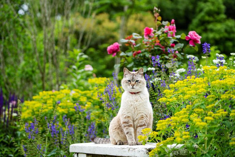 ドリプレ・ローズガーデン