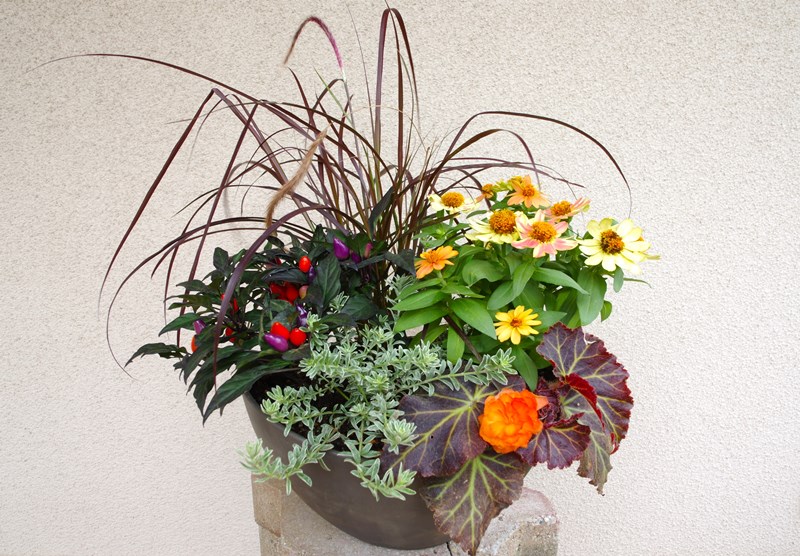 投稿サムネイル