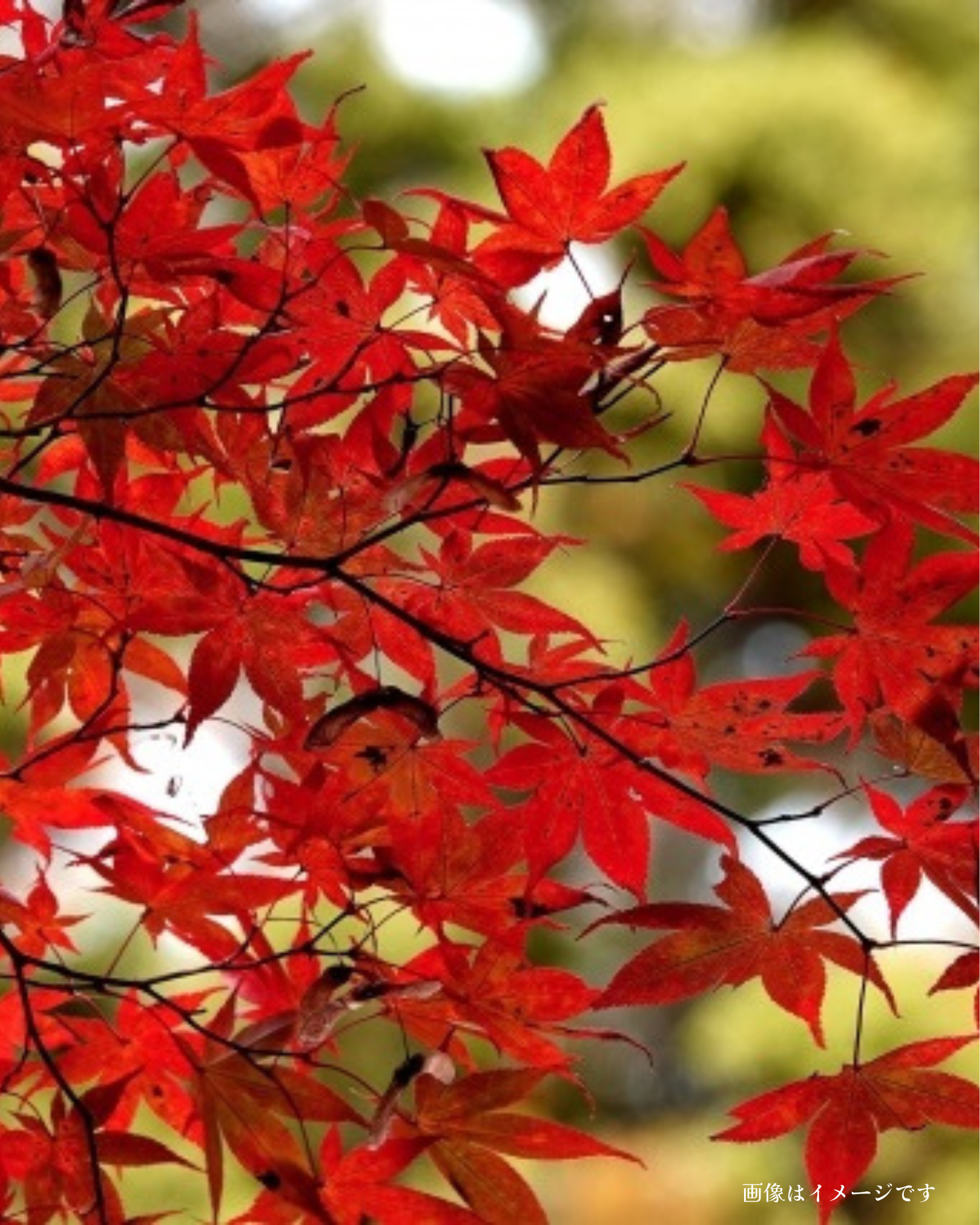 投稿サムネイル