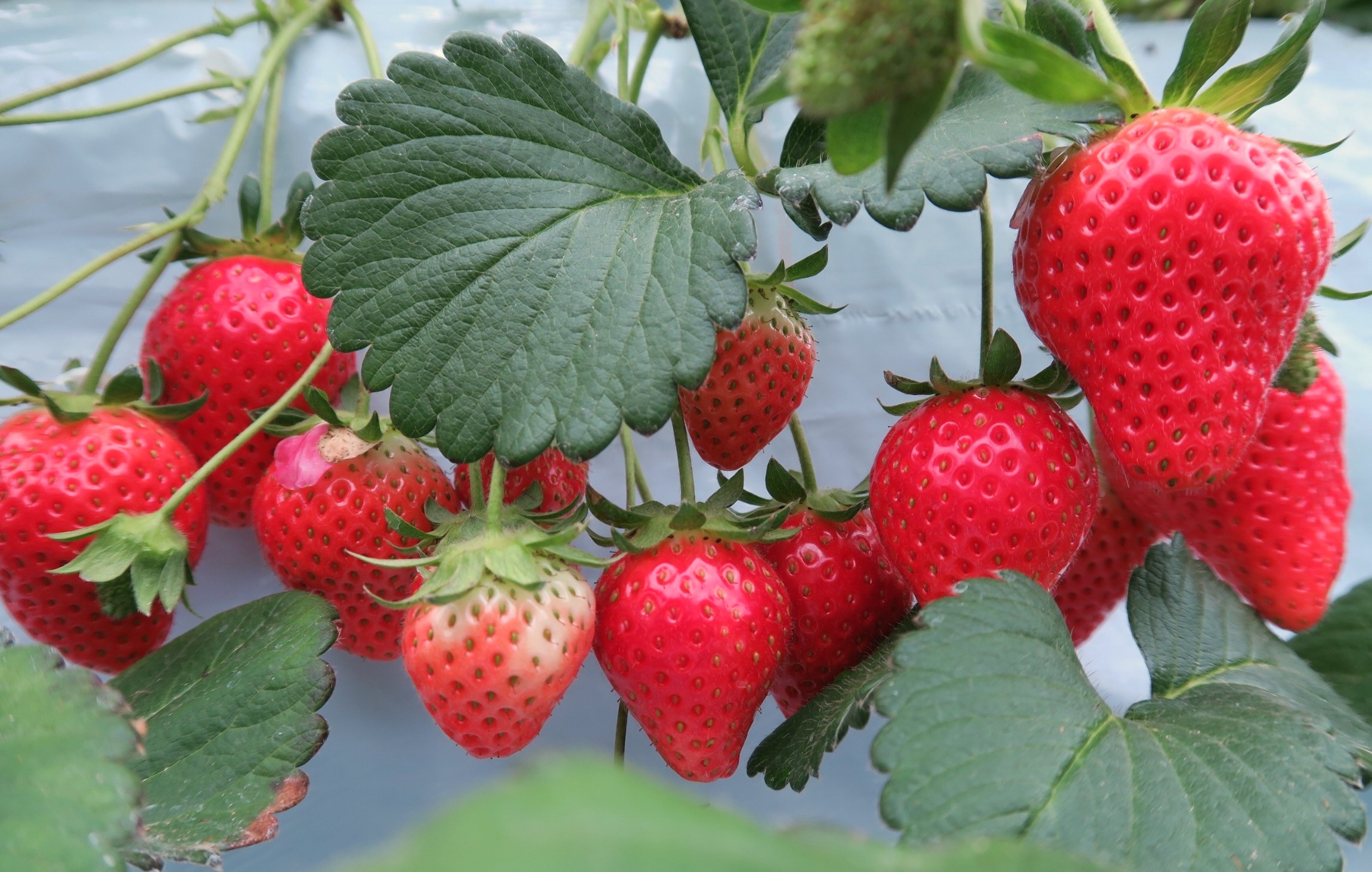 培ったノウハウがあるからおいしい!!　東京ドイツ村の新施設『すとろべりーはんと』で春のイチゴ狩り