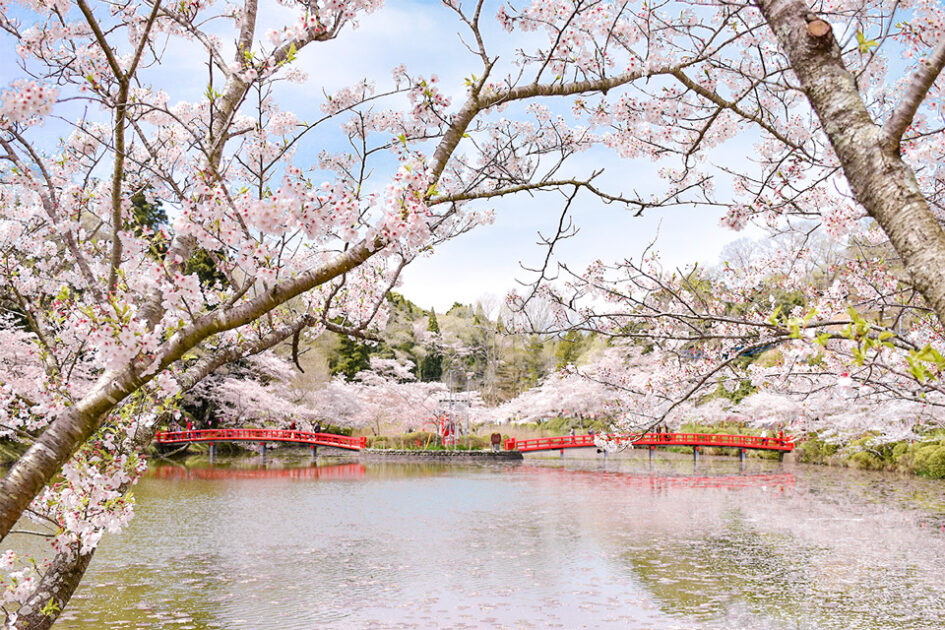2026茂原桜まつり