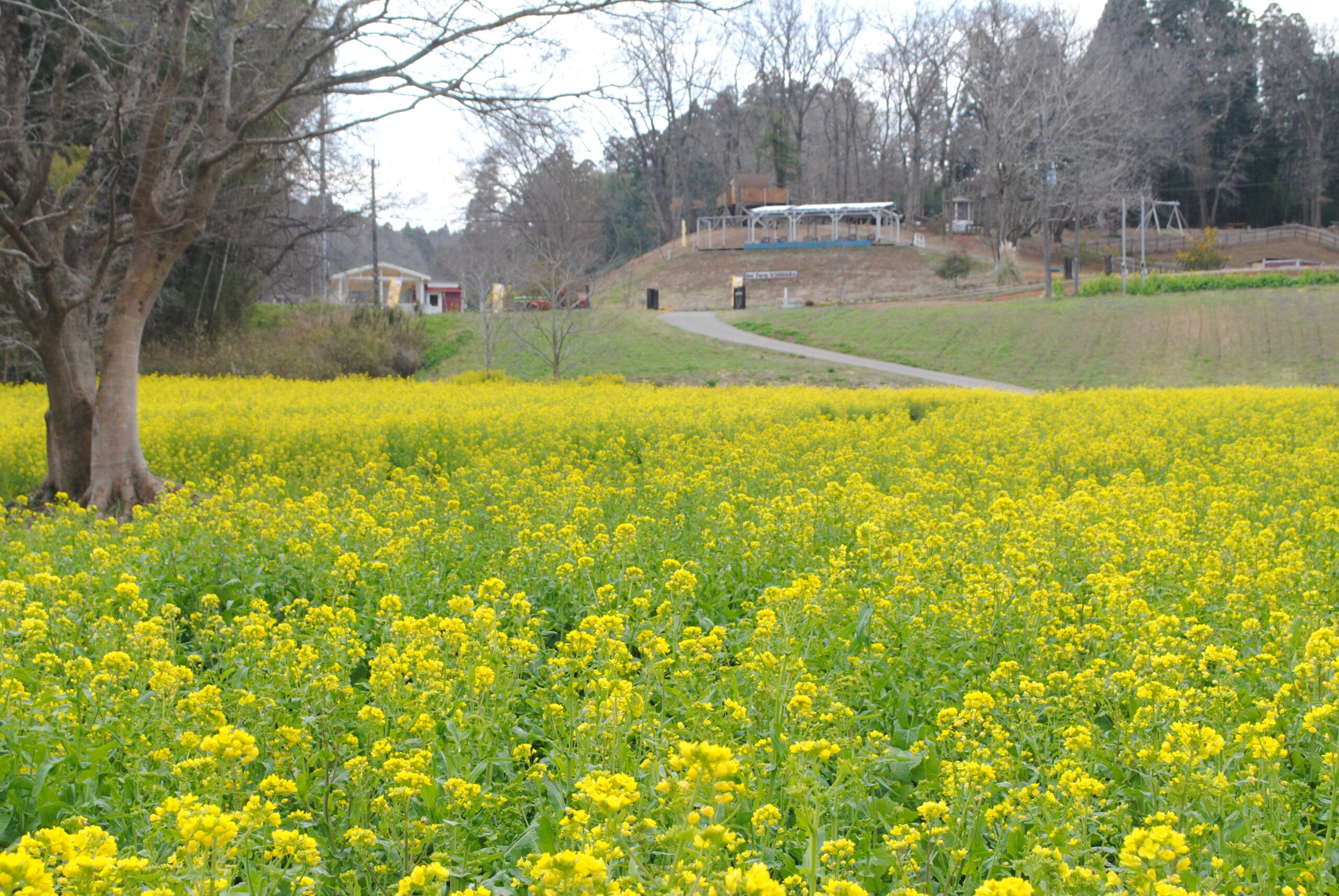 【市原市】市原みつばち牧場で菜の花が見頃に