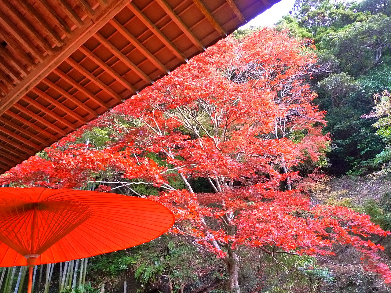 南房総市 紅葉 小松寺 千葉県のお出かけ情報誌 月刊ぐるっと千葉