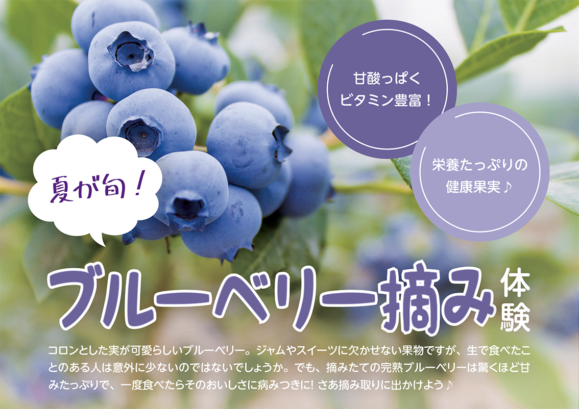 ブルーベリー狩り フルーツランド出山 佐倉市 千葉県のお出かけ情報誌 月刊ぐるっと千葉